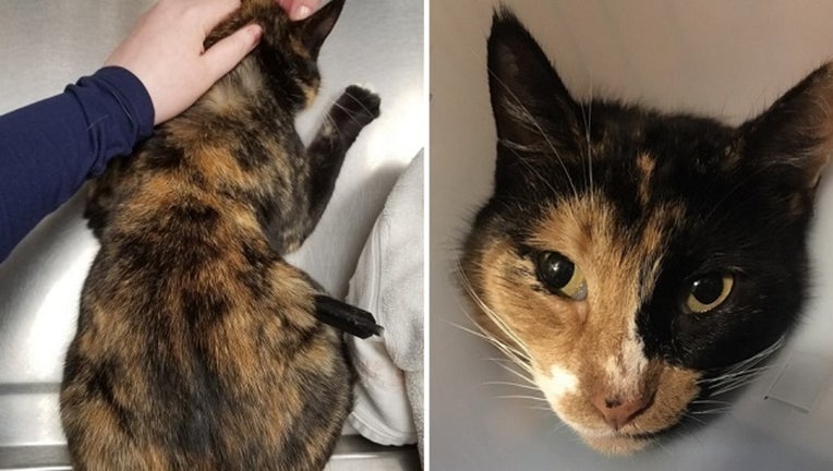 Suspect Sought After Stray Cat Shot With Crossbow At Point Blank
