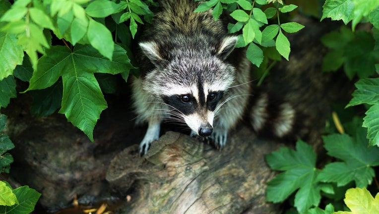Raccoon