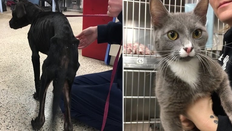 Pennsylvania SPCA rescues Gracie and Franke from Strawberry Mansion