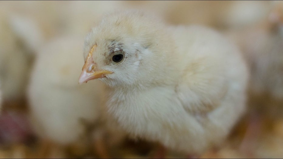 Pennsylvania SPCA rescues hundreds of baby chicks from North Philadelphia