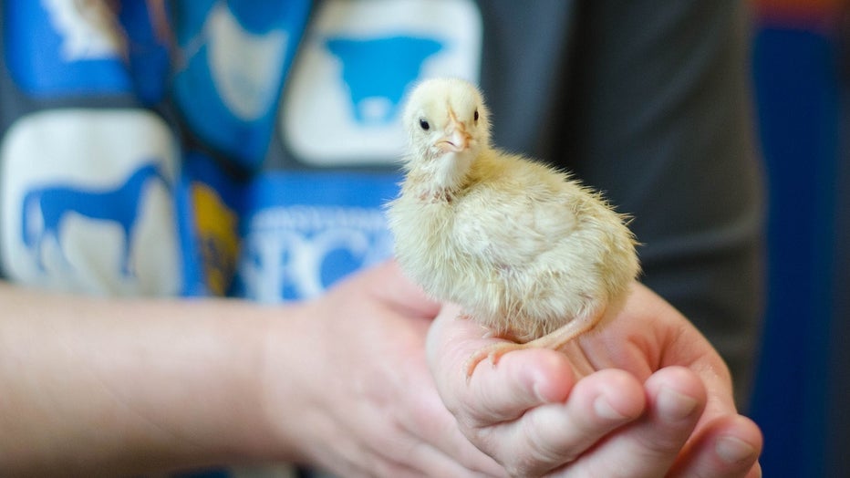 Pennsylvania SPCA rescues hundreds of baby chicks from North Philadelphia