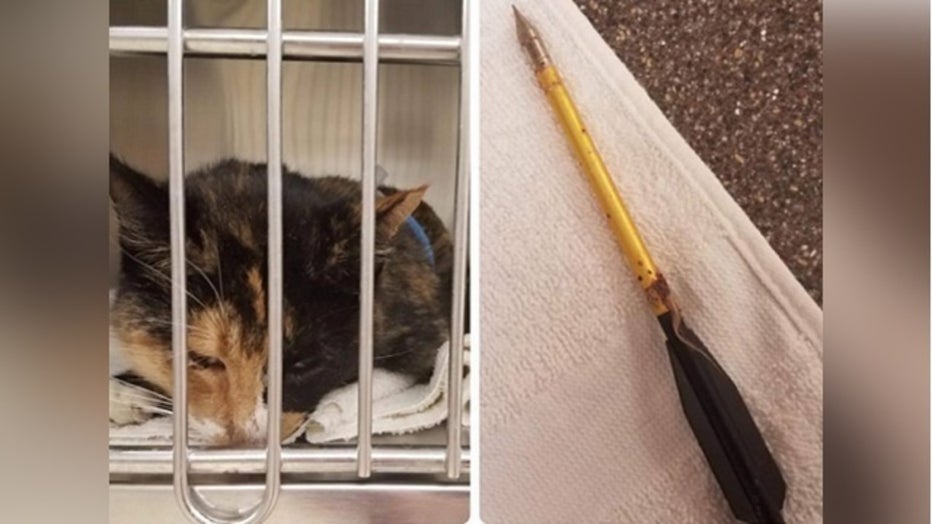 Suspect Sought After Stray Cat Shot With Crossbow At Point Blank
