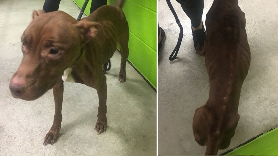 Mom Mom was rescued from North Philadelphia by the Pennsylvania SPCA
