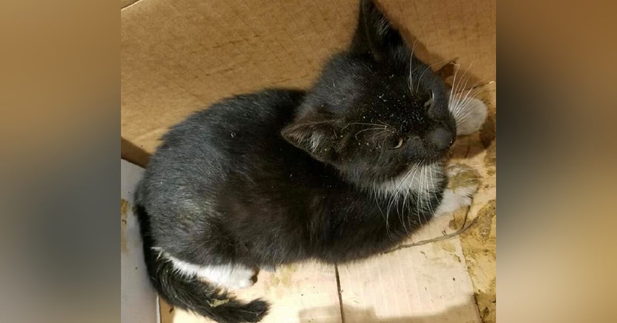 Police: Kitten euthanized after being thrown from moving vehicle on ...