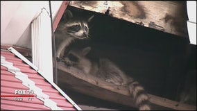 Philly residents under siege by raccoons seek answers