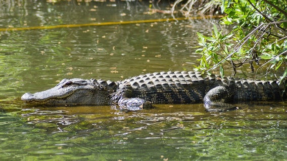 State police are searching for 2 alligators stolen from enclosure at western Pa. pet store