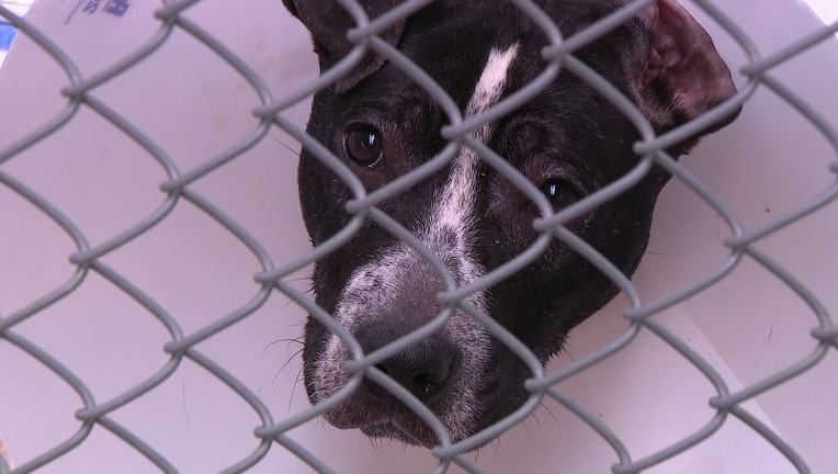 PSPCS Pet Adoptathon at their North Philadelphia facility May 25 and May 26.