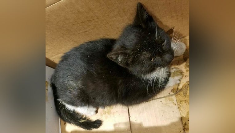 Police searching for suspect who tossed kitten from car