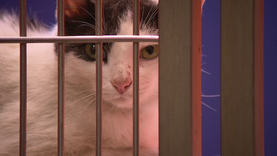PSPCA Pet Adoptathon in North Philadelphia May 25 and May 26.