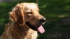 Pennsylvania sees first cases of 'mystery' dog illness with respiratory symptoms