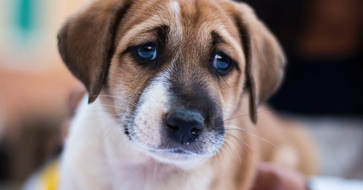 Scientists take a peek behind those sad puppy dog eyes | FOX 29 ...