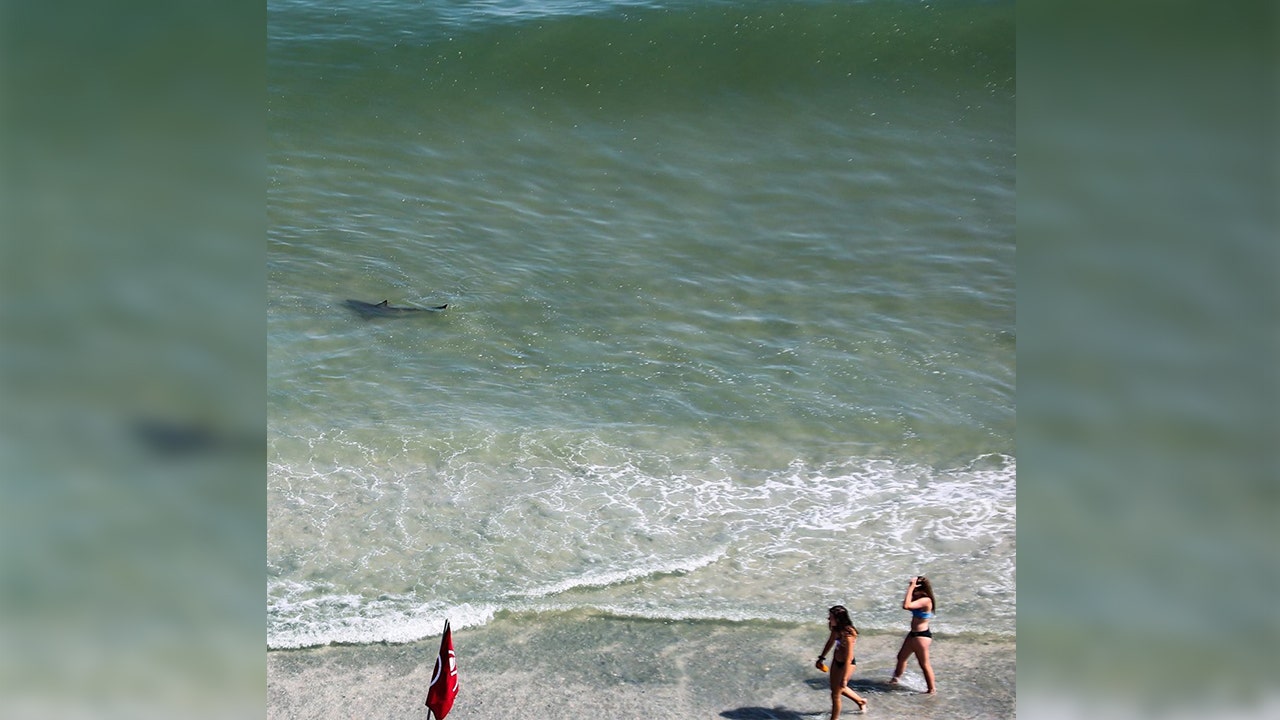 Photos reveal sharks circling unsuspecting beachgoers at Myrtle Beach