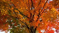 When is peak fall foliage in Pennsylvania — and where should you go?