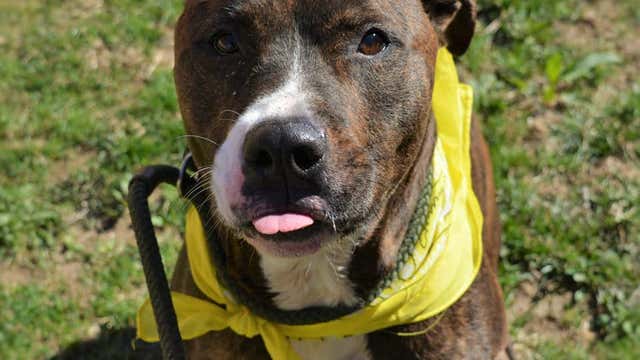 Pennsylvania waives spay, neuter requirement for pet adoptions to save PPE for healthcare workers