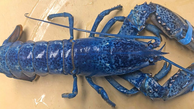 Extremely rare blue lobster turns up at a restaurant on Cape Cod