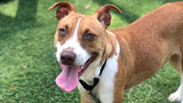 Brandywine Valley SPCA Mega Adoption Event: More than 1,000 pets seek forever homes