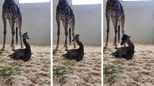 Video: Baby giraffe is so exhausted it can barely keep its head up