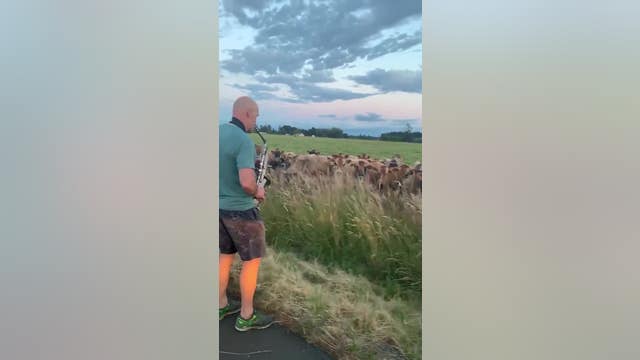 Man plays saxophone for cows which become his biggest fans