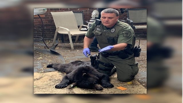 Black bear captured from tree in Pennsylvania's capital
