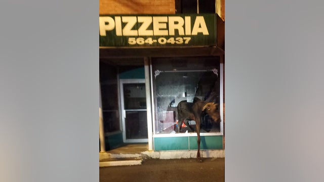 Moose smashes window of Maine pizza shop