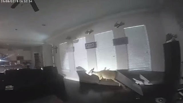 Police surround house for burglary, find deer instead