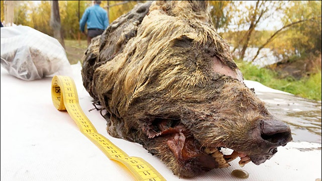 Perfectly preserved 40,000-year-old severed wolf head from Ice Age found in Siberia
