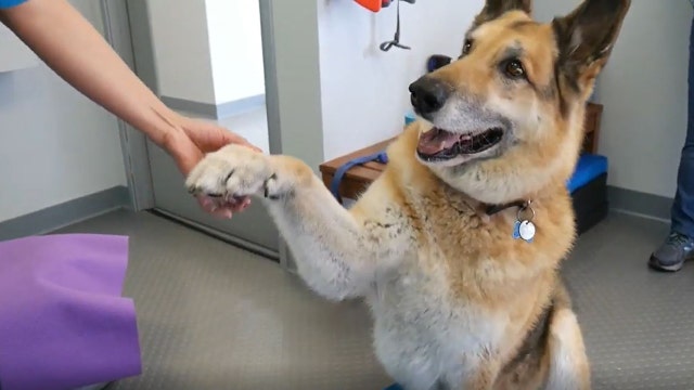 ‘Worth his weight in gold’: Human trafficking victim support dog with arthritis needs help for therapy to continue his work