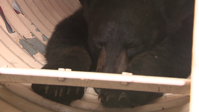 Elusive black bear finally tranquilized and caught in Roxborough