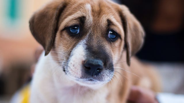 9 dogs euthanized after spinal injuries from Johns Hopkins lab experiment, animal rights group says in federal complaint