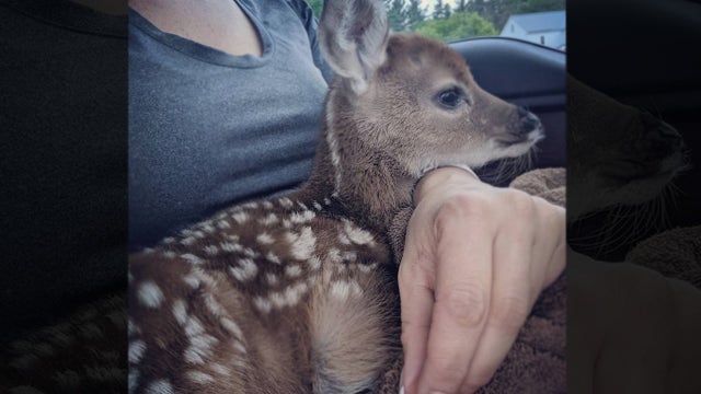 Baby deer found crying next to dead mother that was killed in crash
