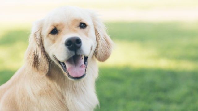 Leasing dogs, cats is prohibited under new New Jersey law