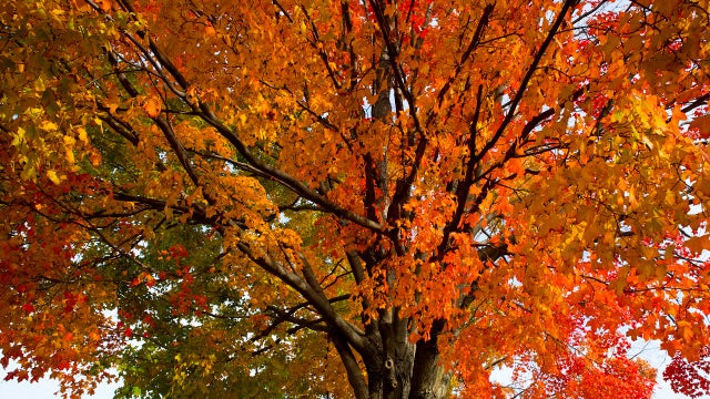 When is peak fall foliage in Pennsylvania — and where should you go?