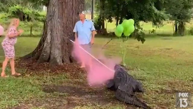 Pet alligator helps trapper's family reveal 10th baby's gender