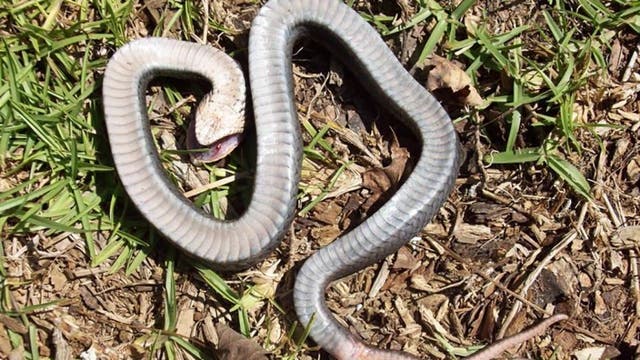 Officials: ‘Zombie snake’ found in North Carolina can 'play dead'