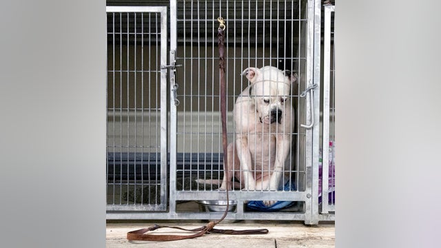 Dog left at shelter by family finds forever home