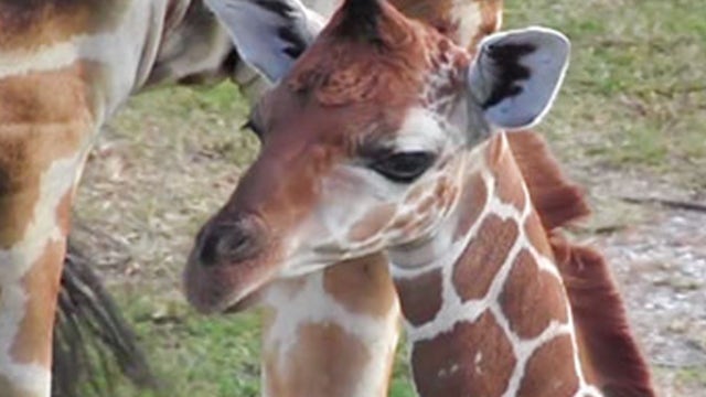 Two giraffes struck by lightning, killed instantaneously at Florida safari