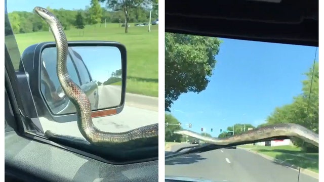 Watch: Snake flung by windshield wipers from moving vehicle