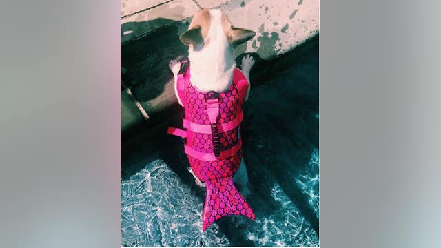 Dogs can be mermaids this summer at the pool with these adorable life jackets