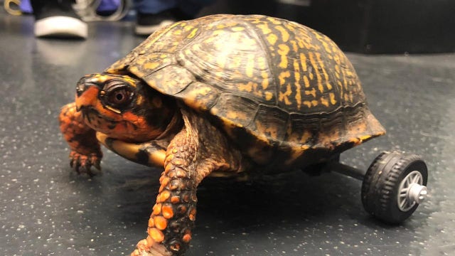 Pedro the turtle gets custom wheelchair made from Legos by veterinarians after losing back legs