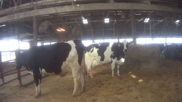 Fair Oaks Farms investigation: 1 of 3 suspects arrested in animal abuse case