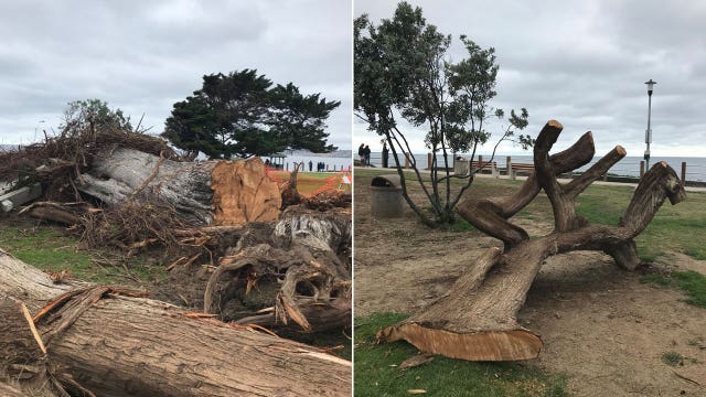 Tree said to have inspired Dr. Seuss’ ‘The Lorax’ removed from park after it suddenly fell