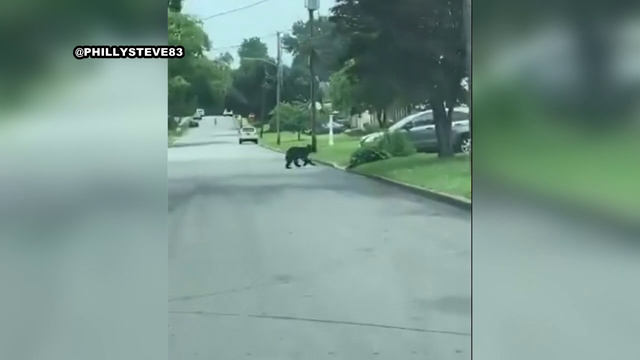 Black bear spotted in Springfield Township