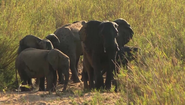 One of Africa's largest wildlife preserves is marking a year without a single elephant found killed by poachers
