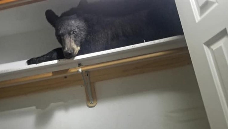 A black bear found indisde a home in Missoula, Montana, June 21, 2019. (Courtesy Missoula County Sheriff's Office)