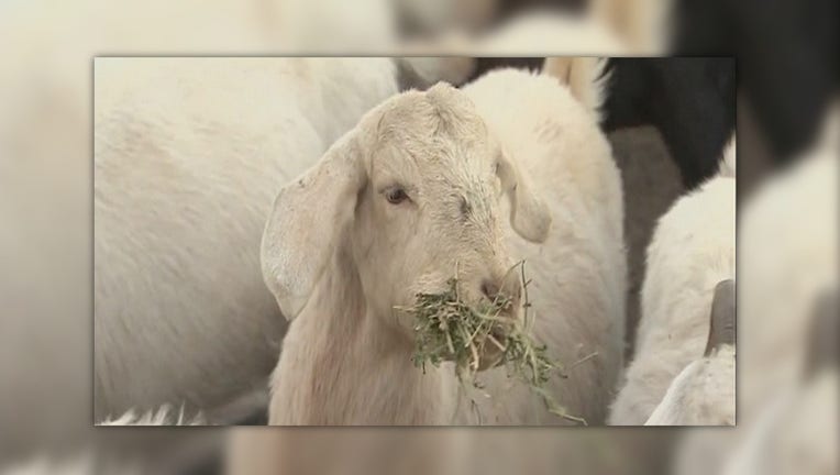 Goats to be used for weed control in Montpelier, Vermont.