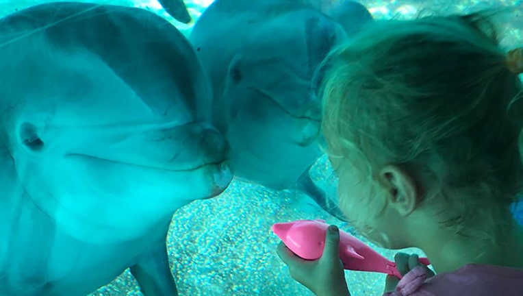 A Florida toddler with a toy dolphin got the attention of multiple real-life dolphins at SeaWorld Orlando.