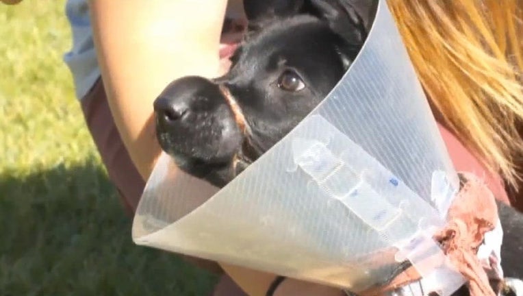 The veterinarian says it will take about two weeks, but the puppy should fully recover.