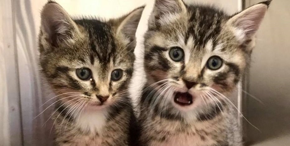 How To Help Local Animal Shelters During The Covid 19 Pandemic