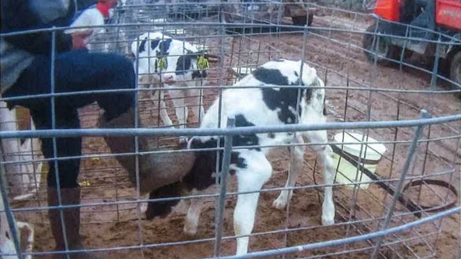 The disturbing footage released this week shows employees slapping and kicking calves and being burnt with branding irons. 