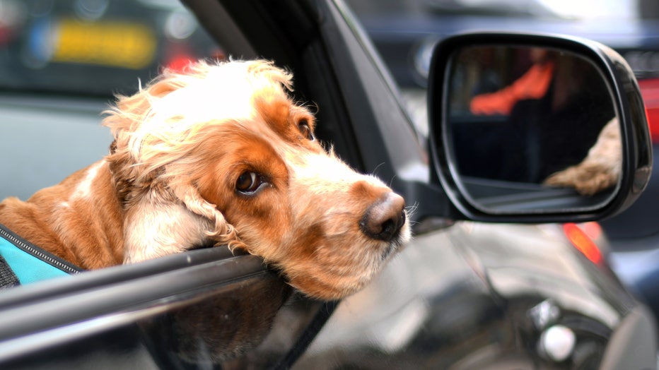 A dog looks out of a car window on May 17, 2019 in Cannes, France. (Photo by Eamonn M. McCormack/Getty Images)